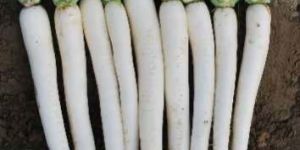Hybrid Radish Seeds