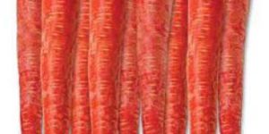 Hybrid Carrot Seeds