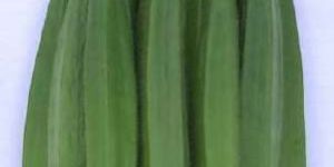 Hybrid Lady Finger Seeds