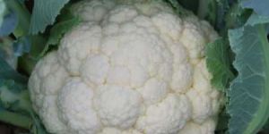 Hybrid Cauliflower Seeds