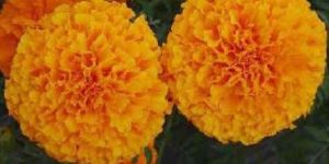 Hybrid Marigold Seeds