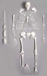 Bone Sets
