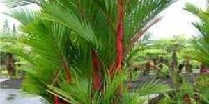Areca Palm Plant