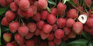Fresh Litchi