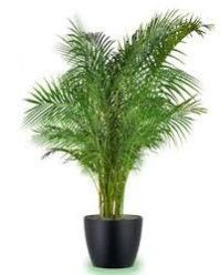 Areca Palm Plant