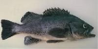 Sea Bass