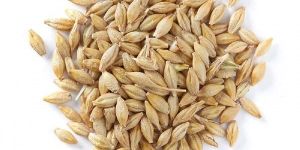 Barley Seeds