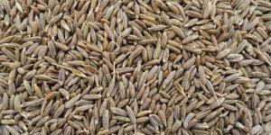 Cumin Seeds