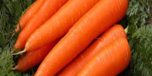 Fresh Carrot