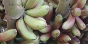 Fresh Banana