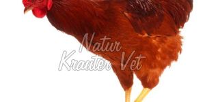 Poultry Feed Additives
