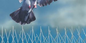 Bird Control Services