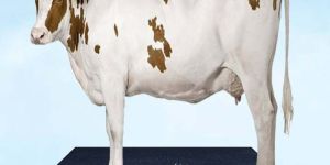 Rubber Cow Mats