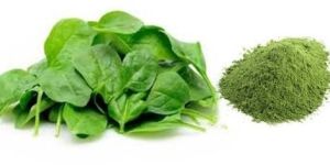 Palak Powder