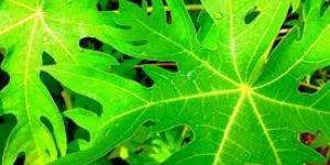 Fresh Papaya Leaves