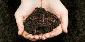 Vermicompost Consultant
