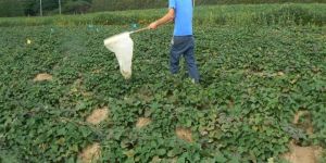 Integrated Pest Management