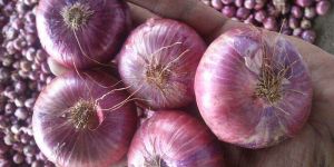 Red Onion