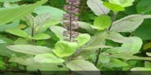 Fresh Tulsi Leaves