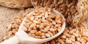 Wheat Seeds
