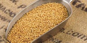Yellow Mustard Seeds