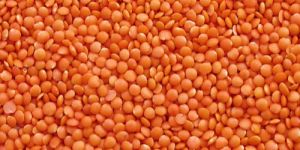 Masoor Dal