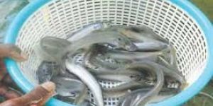Chital Fish Seeds