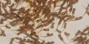Common Carp Fish Seeds