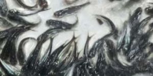 Pangasius Fish Seeds