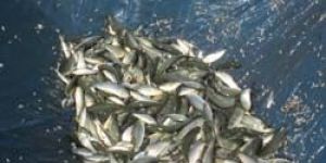 Rohu Fish Seeds