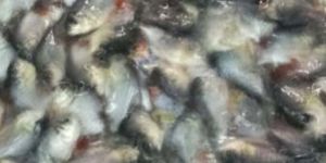 Rupchanda Fish Seeds