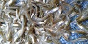 Silver Carp Fish Seeds