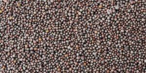 Mustard Seeds