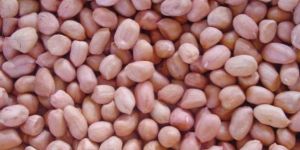 Groundnut Seed