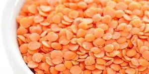 Red Lentil
