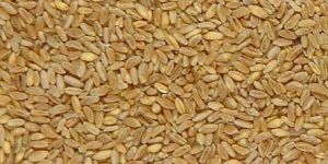 Durum Wheat