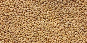 Tukdi Wheat