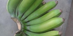 Fresh Green Banana