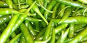 Fresh Green Chilli