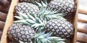 Fresh Pineapple