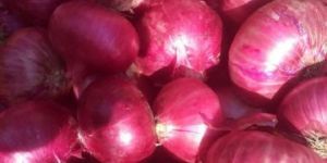 Fresh Red Onion