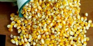 Yellow Maize Seeds