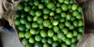 Green Lime