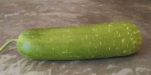 Long Bottle Gourd
