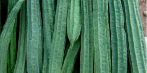 Ridge Gourd