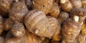 Taro Root