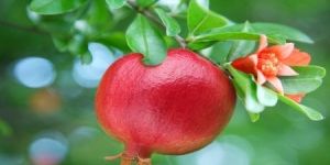 Pomegranate Plants