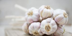 Fresh Garlic