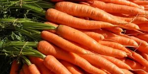 Fresh Carrots