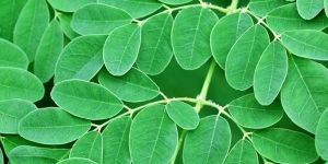 Moringa Leaves